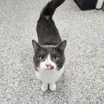 Domestic Short Hair Cats Available for Adoption - Dom | PetCurious