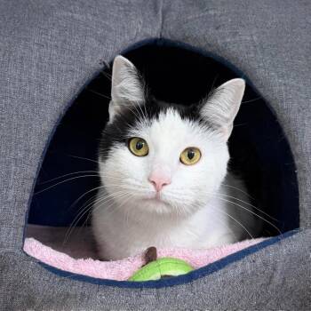 Domestic Short Hair Cats Available for Adoption in State College, Pennsylvania - Ash | PetCurious