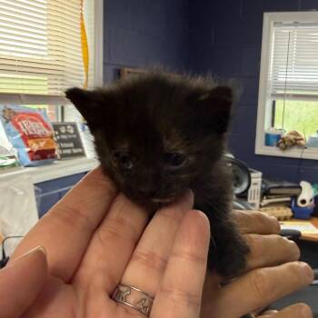 Biscuit -  Domestic Short Hair Cat for Adoption in Wilmington, Delaware - Biscuit | PetCurious