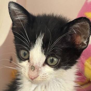Blu -  Domestic Short Hair Cat for Adoption in Ojai, California - Blu | PetCurious
