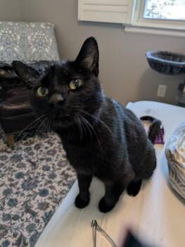 Domestic Short Hair Cats Available for Adoption in Georgetown, Kentucky - Narwhal | PetCurious