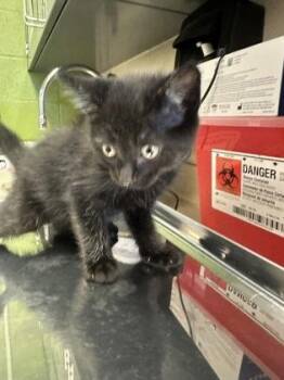 Glad -  Domestic Short Hair Cat for Adoption in Wichita, Kansas - Glad | PetCurious