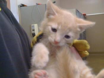 PARAGUAY -  Domestic Short Hair Cat for Adoption in Sacramento, California - PARAGUAY | PetCurious