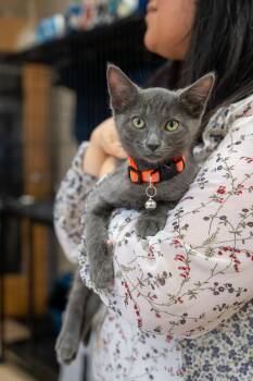 Jupiter -  Tabby Cat for Adoption in Mundelein, Illinois - Jupiter | PetCurious
