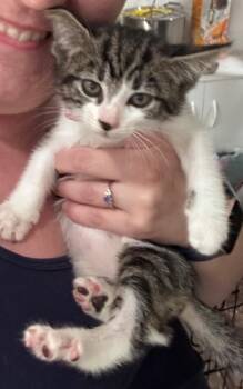 Chaos Kitten -  Domestic Short Hair Cat for Adoption in Douglasville, Georgia - Chaos Kitten | PetCurious
