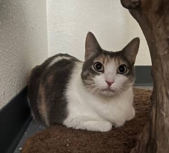 Rescue Domestic Short Hair Cats for Adoption in Folsom, California - Paloma | PetCurious