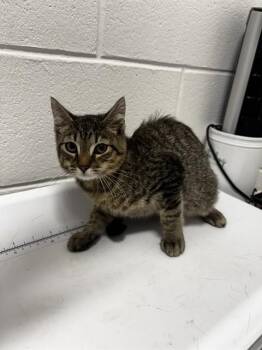 PERSHIA -  Domestic Short Hair Cat for Adoption - PERSHIA | PetCurious