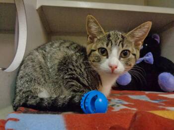 MINNEWASKA -  Tiger Cat for Adoption in Delhi, New York - MINNEWASKA | PetCurious