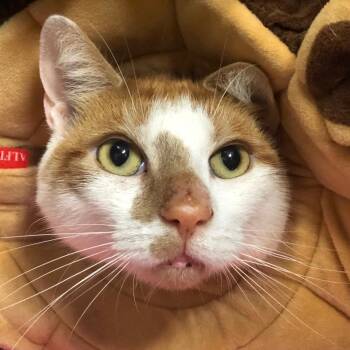 Rescue Domestic Short Hair Cats for Adoption in East Hampton, New York - Bruce | PetCurious