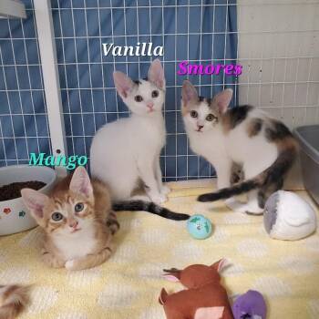 Smores (Missy) -  Domestic Short Hair Cat for Adoption in Diamond Springs, California - Smores (Missy) | PetCurious