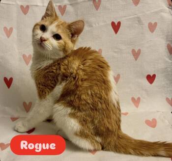 Domestic Medium Hair Cats Available for Adoption - Rogue | PetCurious