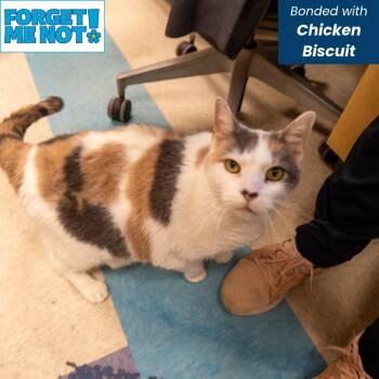 Boh -  Domestic Short Hair Cat for Adoption in Baltimore, Maryland - Boh | PetCurious