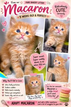 Macaron -  Domestic Long Hair Cat for Adoption in Beaverton, Oregon - Macaron | PetCurious