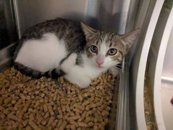Lainey -  Domestic Short Hair Cat for Adoption in Springdale, Arkansas - Lainey | PetCurious