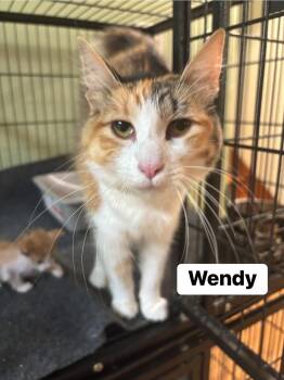 Rescue Domestic Medium Hair Cats for Adoption in Crown Point, Indiana - Wendy | PetCurious