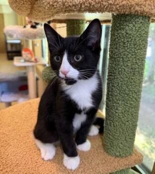 Hoot -  Domestic Short Hair Cat for Adoption in Midland, Virginia - Hoot | PetCurious