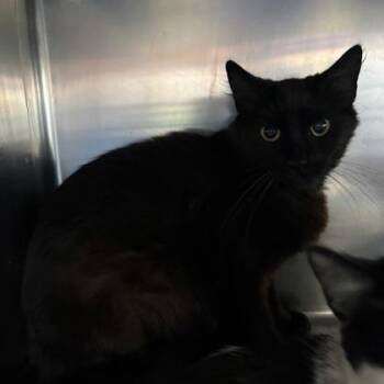 Domestic Short Hair Cats Available for Adoption - Moon | PetCurious