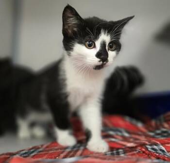 ROOK -  Domestic Short Hair Cat for Adoption in Aliquippa, Pennsylvania - ROOK | PetCurious