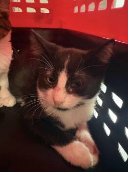 Stevey -  Domestic Short Hair Cat for Adoption in Cincinnati, Ohio - Stevey | PetCurious