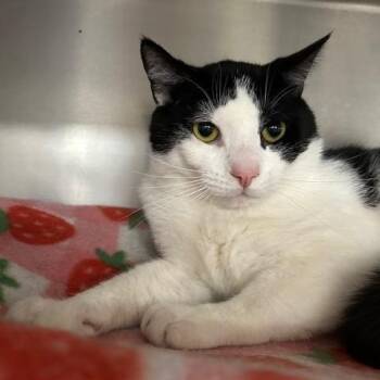 Domestic Short Hair Cats Available for Adoption - Milo | PetCurious