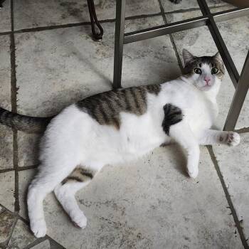 Leo -  Domestic Short Hair Cat for Adoption in Spring Lake Park, Minnesota - Leo | PetCurious