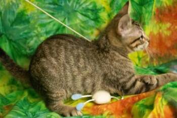 Willow READY -  Domestic Short Hair Cat for Adoption in Liverpool, Texas - Willow READY | PetCurious
