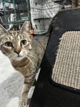 Domestic Short Hair Cats Available for Adoption in Cleveland, Ohio - Ella | PetCurious