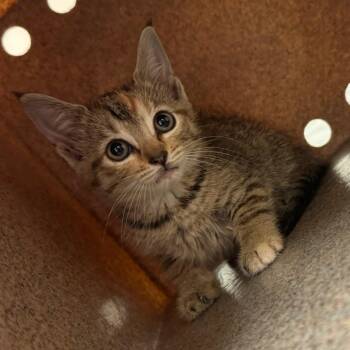 Missy -  Domestic Short Hair Cat for Adoption in Birmingham, Alabama - Missy | PetCurious