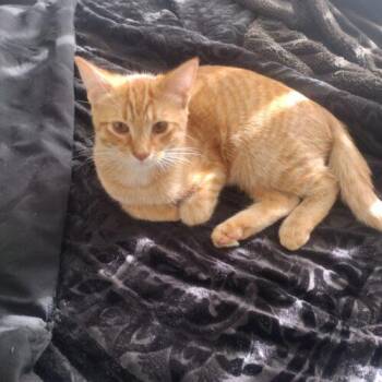Berty -  Domestic Short Hair Cat for Adoption in Tampa, Florida - Berty | PetCurious