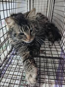 Domestic Long Hair Cats Available for Adoption in Oak Park, Michigan - Rasputin | PetCurious