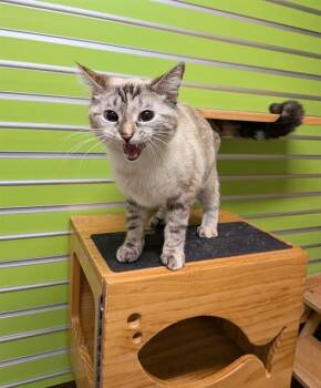 Siamese Cats Available for Adoption - SAONI | PetCurious