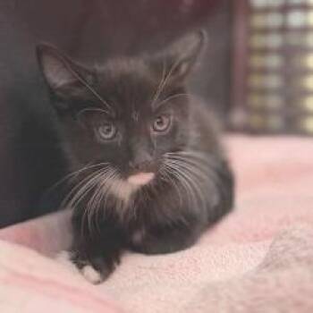 Spinner -  Domestic Short Hair Cat for Adoption in Bullhead City, Arizona - Spinner | PetCurious