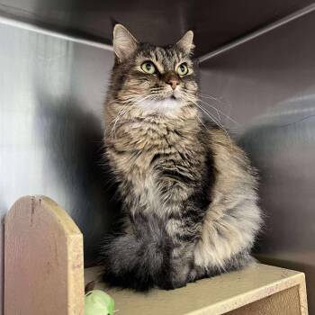 Domestic Long Hair Cats Available for Adoption - Fancy | PetCurious