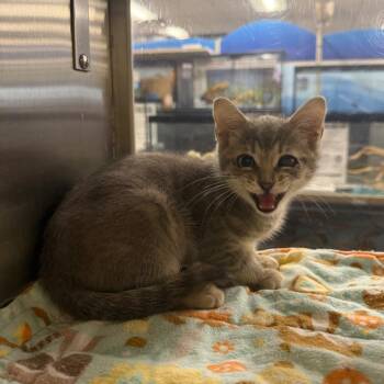 Hailey -  Domestic Short Hair Cat for Adoption in Hemet, California - Hailey | PetCurious