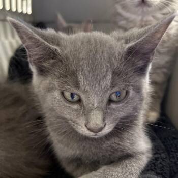 BumBum -  Domestic Short Hair Cat for Adoption in Mt. Juliet, Tennessee - BumBum | PetCurious