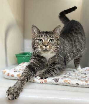 Mummykins -  Domestic Short Hair Cat for Adoption in Tipp City, Ohio - Mummykins | PetCurious