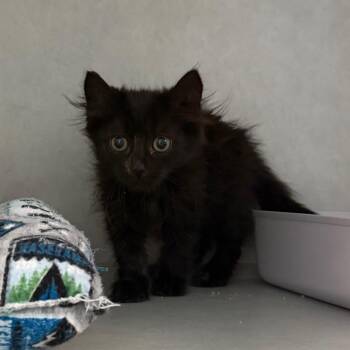 Sable -  Domestic Short Hair Cat for Adoption in Summerville, South Carolina - Sable | PetCurious