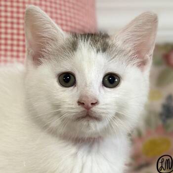 Bia -  Domestic Short Hair Cat for Adoption in Victor, New York - Bia | PetCurious