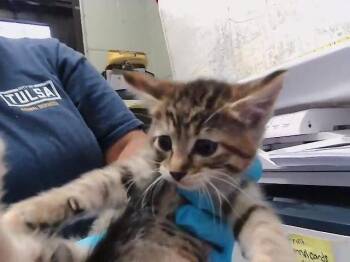 Domestic Short Hair Cats Available for Adoption in Tulsa, Oklahoma - HORSE | PetCurious