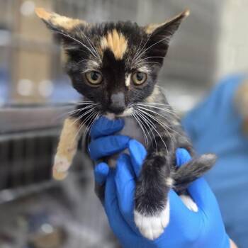 Tempura -  Domestic Short Hair Cat for Adoption in Incline Village, Nevada - Tempura | PetCurious