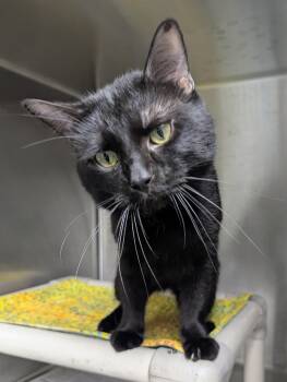 Ash -  Domestic Medium Hair Cat for Adoption in Springfield, Illinois - Ash | PetCurious