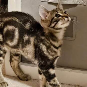 Domestic Short Hair Cats Available for Adoption - Griffin | PetCurious