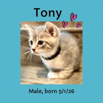 Tony -  Domestic Short Hair Cat for Adoption in Los Angeles, California - Tony | PetCurious