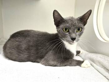 BLUEBELLE -  Domestic Short Hair Cat for Adoption in Texas City, Texas - BLUEBELLE | PetCurious
