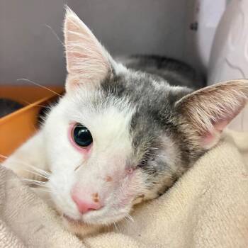 Chunk -  Domestic Short Hair Cat for Adoption in Dayton, Ohio - Chunk | PetCurious