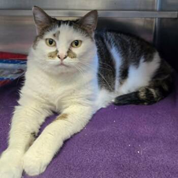 Domestic Short Hair Cats Available for Adoption - Gracie | PetCurious