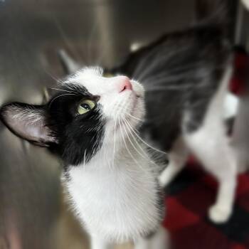 Cookie -  Domestic Short Hair Cat Available for Adoption in Springfield, Illinois - Cookie | PetCurious