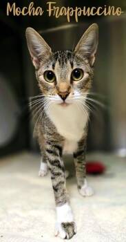 Mocha Frappucino -  Domestic Short Hair Cat for Adoption in Blountville, Tennessee - Mocha Frappucino | PetCurious