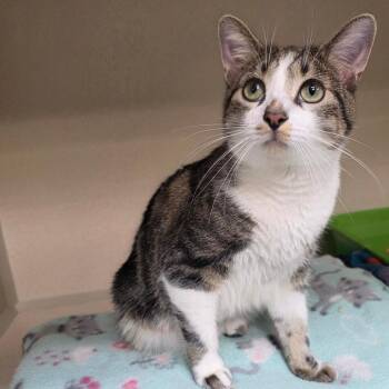 Latte -  Domestic Short Hair Cat for Adoption in Great Falls, Montana - Latte | PetCurious