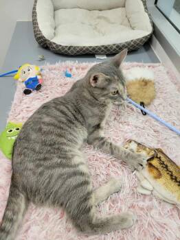 Rescue Domestic Short Hair Cats for Adoption in Grand Forks, North Dakota - PETAL | PetCurious